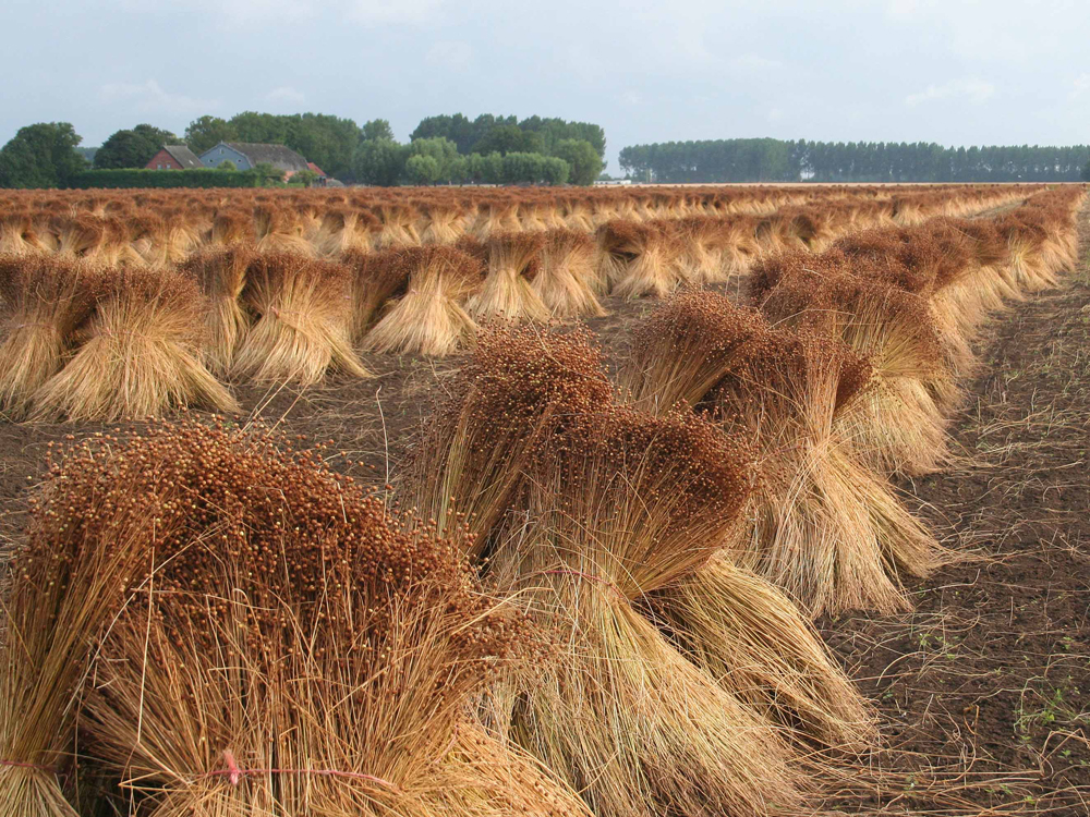 traditional drying of flax to make european linen