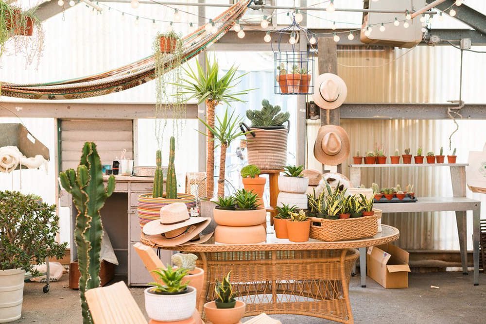 Team Dream The Club House Bike Shop Coffee Plants 